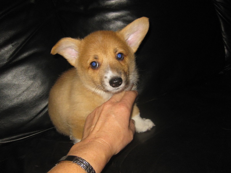 Puppies